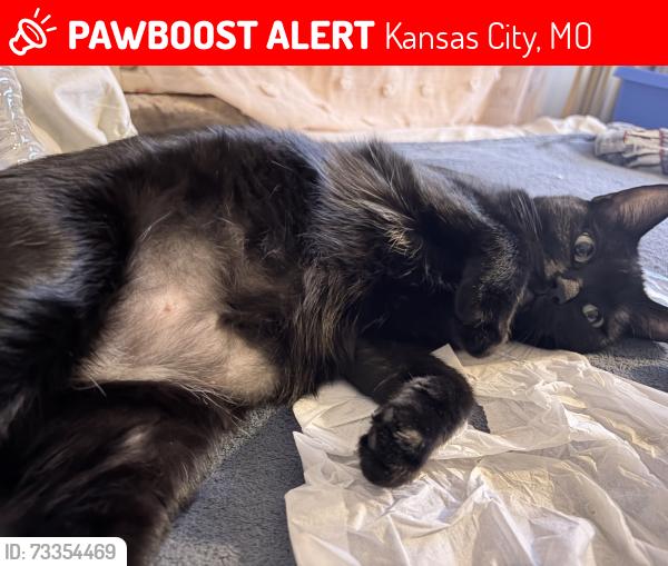 Lost Female Cat last seen willow avenue near royal meadows golf club, Kansas City, MO 64133