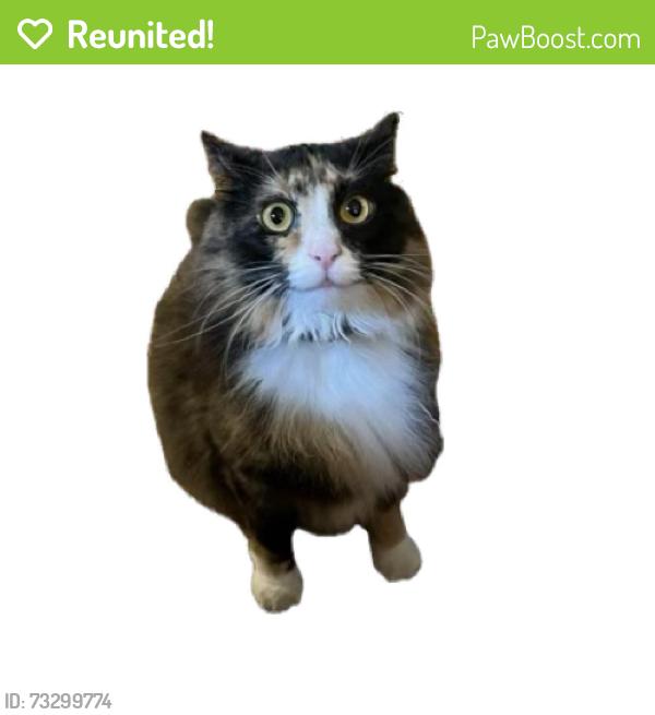 Reunited Female Cat last seen Near plateau Rd, Charlottesville, VA 22903
