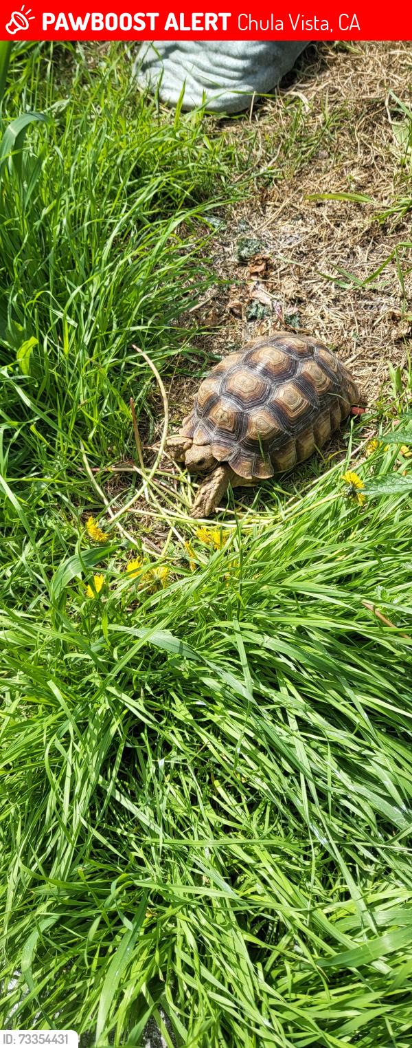 Lost Male Reptile last seen Naples AND Elm, Chula Vista, CA 91911