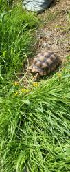Lost Male Reptile last seen Naples AND Elm, Chula Vista, CA 91911