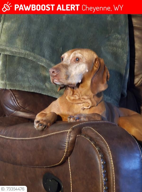 Lost Female Dog last seen Terry ranch rd, Cheyenne, WY 82007
