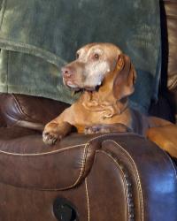 Lost Female Dog last seen Terry ranch rd, Cheyenne, WY 82007