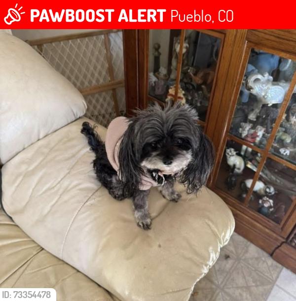 Lost Female Dog last seen Troy, Pueblo, CO 81001