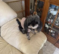Lost Female Dog last seen Troy, Pueblo, CO 81001
