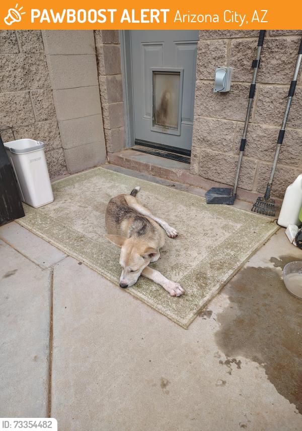 Found/Stray Female Dog last seen Family dollar, Arizona City, AZ 85123
