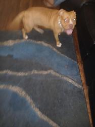 Found/Stray Female Dog last seen Forest park, Atlanta, GA 30315