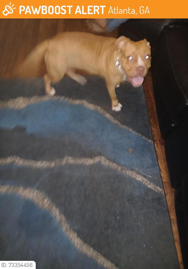 Found/Stray Female Dog last seen Forest park, Atlanta, GA 30315