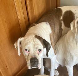 Lost Male Dog last seen 19th and Kenton st, Aurora, CO 80010