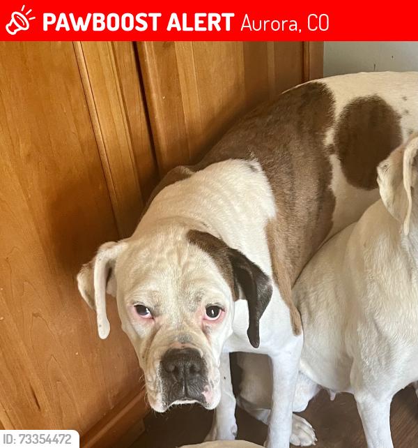 Lost Male Dog last seen 19th and Kenton st, Aurora, CO 80010