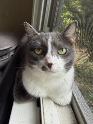 Lost Female Cat last seen DAVID AVE, HOWLAND AVE, OR ELMWOOD MANOR apmts, Brighton, NY 14620