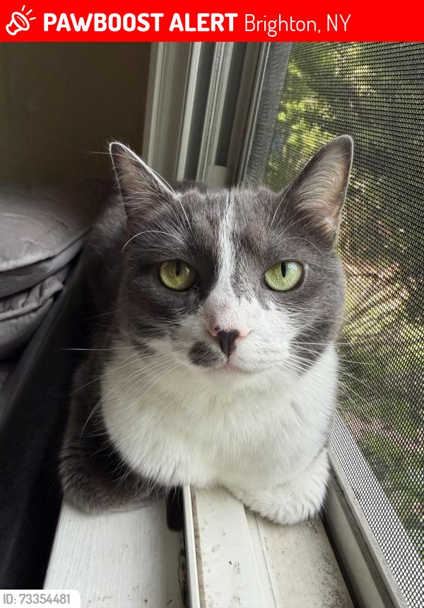 Lost Female Cat last seen DAVID AVE, HOWLAND AVE, OR ELMWOOD MANOR apmts, Brighton, NY 14620