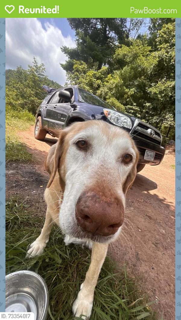 Reunited Male Dog last seen harrison and leigh, Richmond, VA 23220