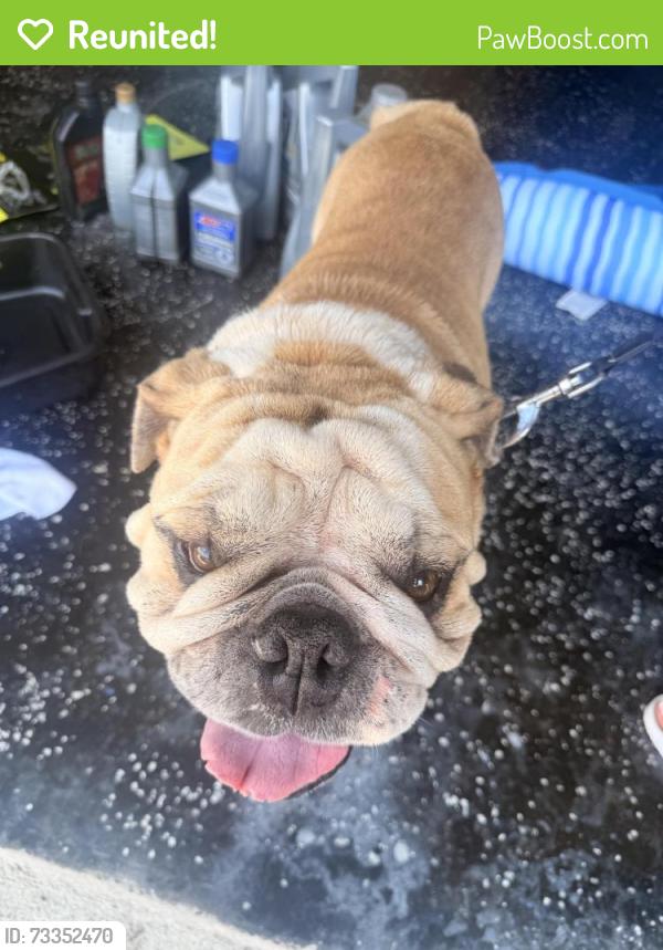Reunited Male Dog last seen Near, Forney, TX 75126