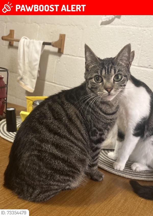 Lost Female Cat last seen daniel ave and by auntie pearls is the nearest location, South Charleston, WV 25303