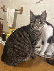 Lost Female Cat last seen daniel ave and by auntie pearls is the nearest location, South Charleston, WV 25303