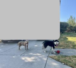 Reunited Male Dog last seen Paloma Creek, Little Elm, TX, USA, Little Elm, TX 76227