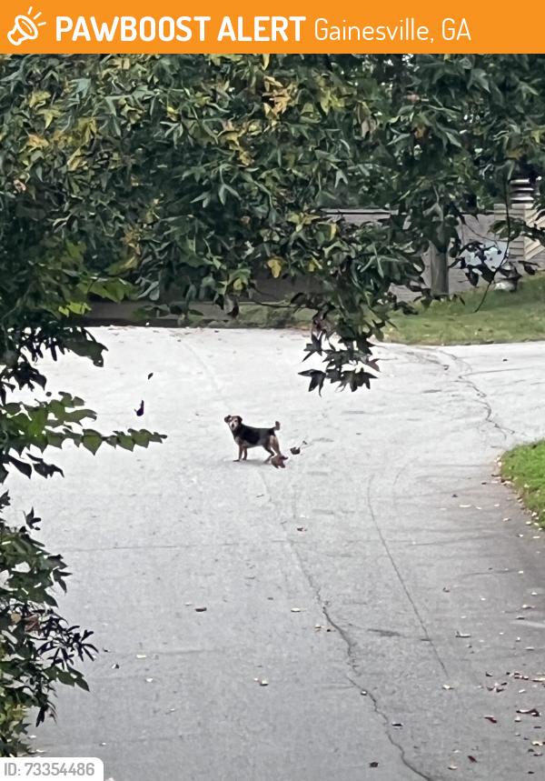 Found/Stray Unknown Dog last seen Colonial Dr and Colonial Cir, Gainesville, GA 30501