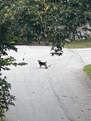 Found/Stray Unknown Dog last seen Colonial Dr and Colonial Cir, Gainesville, GA 30501