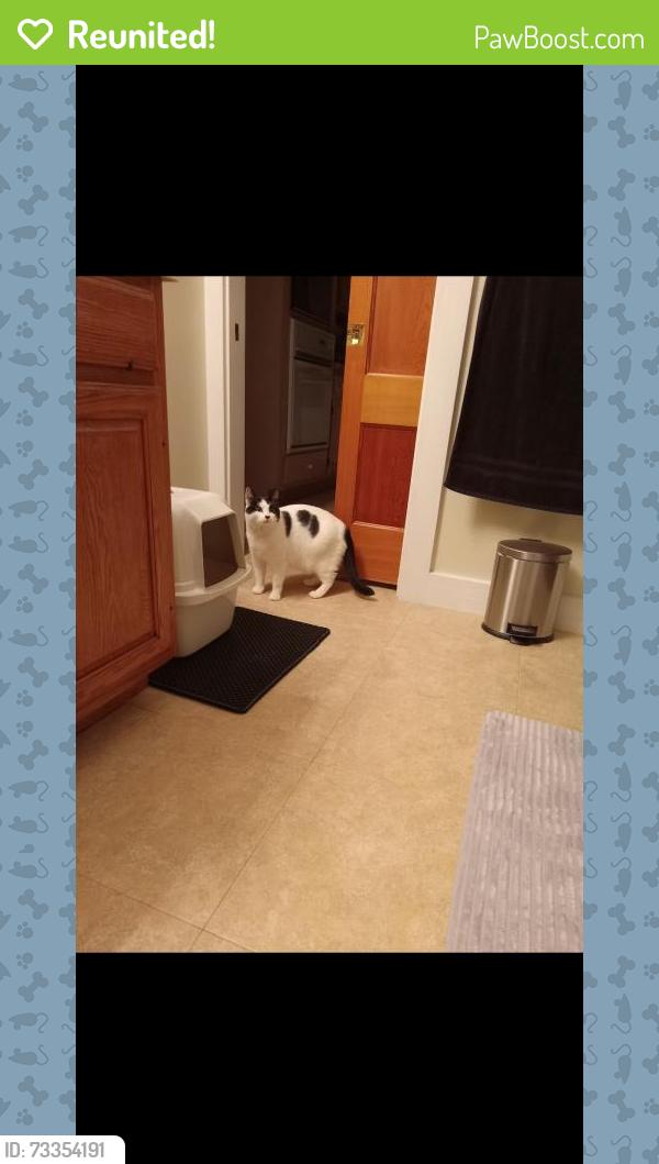 Reunited Male Cat last seen Stop and Shop, Norwich, CT 06360