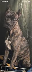 Lost Male Dog last seen Aster Rd. and Victor in Adelanto, Adelanto, CA 92301