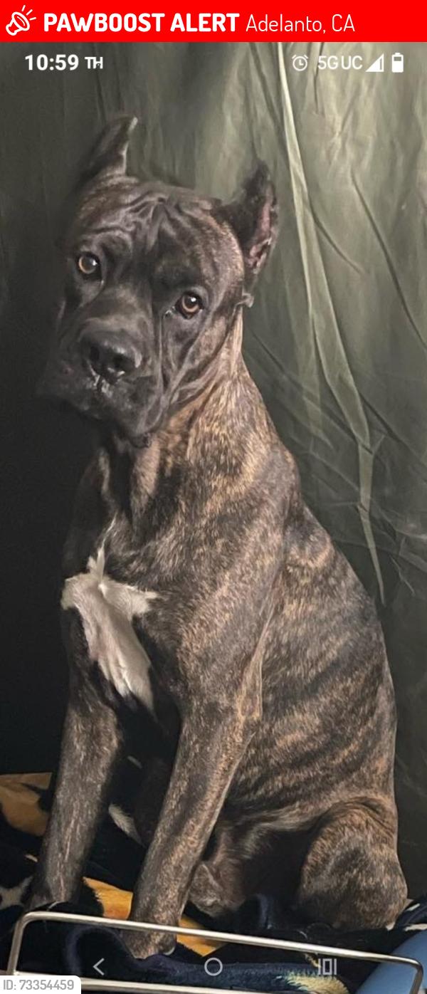 Lost Male Dog last seen Aster Rd. and Victor in Adelanto, Adelanto, CA 92301