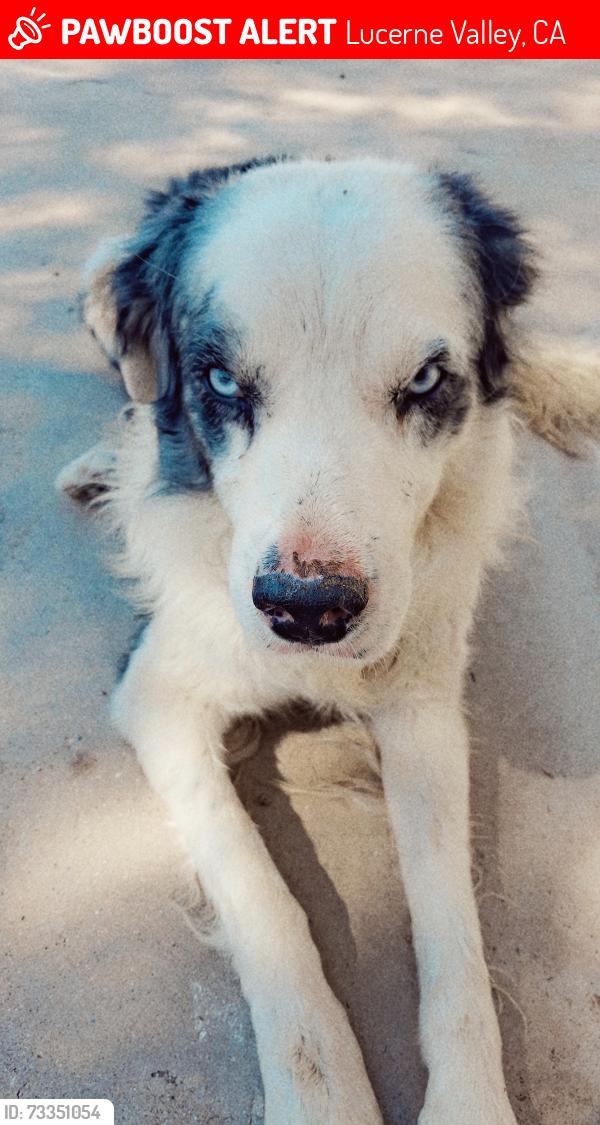 Lost Male Dog last seen Mesa @ carnelian rd, Lucerne Valley, CA 92356