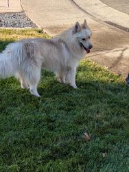 Reunited Male Dog last seen Oak Twig way and Scenic Oak Ct, Carmichael, CA 95608