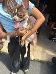 Reunited Male Dog last seen Frederic dr, Sterling, VA 20164