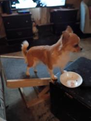 Lost Female Dog last seen Madison av down on the Blvd before meridian street, Indianapolis, IN 46225