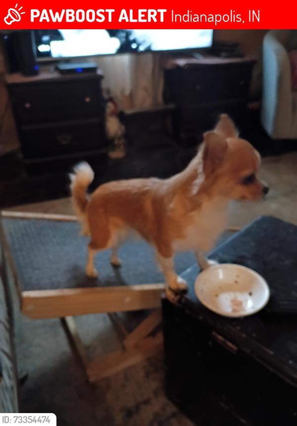 Lost Female Dog last seen Madison av down on the Blvd before meridian street, Indianapolis, IN 46225