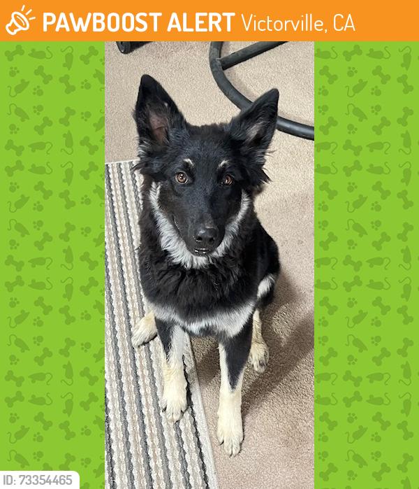 Found/Stray Female Dog last seen Palmdale & El Evado - Cardenas shopping center, Victorville, CA 92392