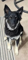 Found/Stray Female Dog last seen Palmdale & El Evado - Cardenas shopping center, Victorville, CA 92392