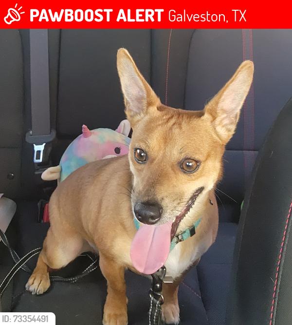 Lost Male Dog last seen Sealy ave and 18th, Galveston, TX 77550