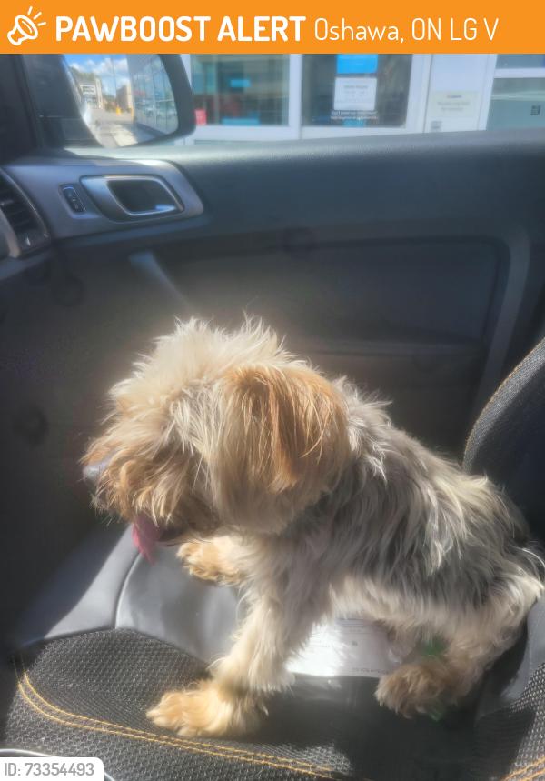 Surrendered Male Dog last seen Agnes st and Mary st, Oshawa, ON L1G 1V4