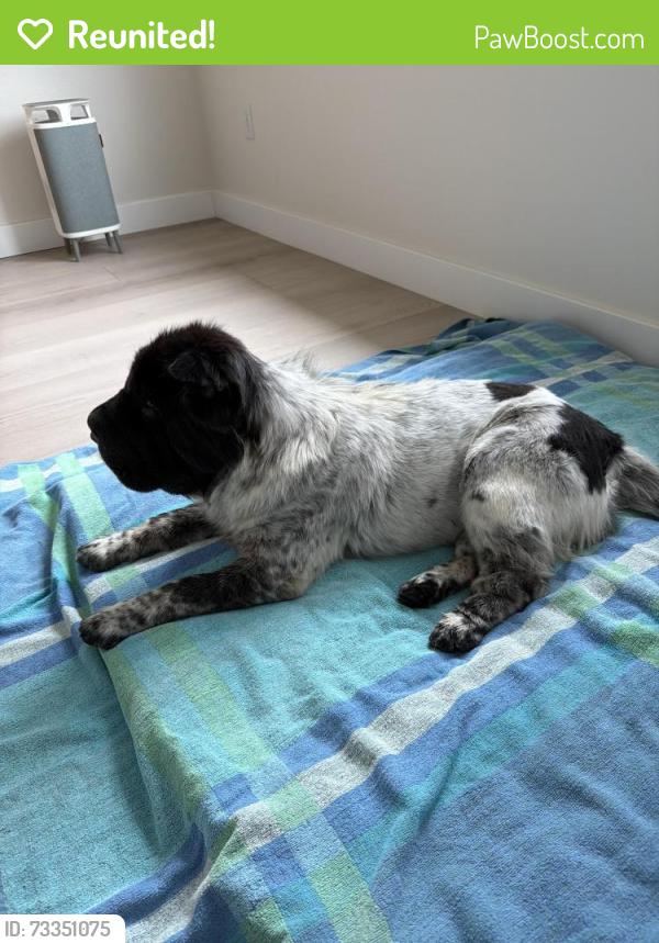 Reunited Unknown Dog last seen 41st avenue, Indio, CA 92201