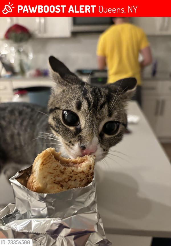 Lost Male Cat last seen Linden place next to stop and shop, Queens, NY 11354