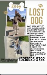 Lost Female Dog last seen Merced Ave/Valinda, West Covina, CA 91790