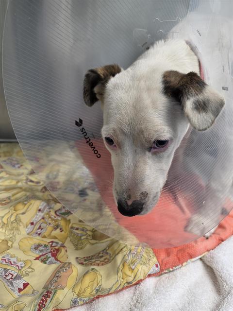 Shelter Stray Male Dog last seen Near BLOCK VAN CLEAVE NW 87107, 8920 Lomas Blvd NE, Albuquerque, NM 87112, USA