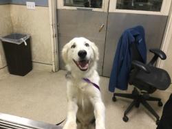 Shelter Stray Male Dog last seen Near BLOCK BELLEGRAVE AVE, JURUPA VALLEY CA 92509, 6851 Van Buren Boulevard, Jurupa Valley, CA 92509, USA