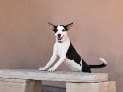 Shelter Stray Male Dog last seen UW 84 FRONTAGE ROAD AND N P 804 SANTA FE NEW MEXICO 87506, 100 Caja Del Rio Rd, Santa Fe, NM 87507, USA