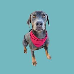 Shelter Stray Male Dog last seen Near LINDA VISTA DR, BAKERSFIELD CA 93308, 3951 Fruitvale Ave, Bakersfield, CA 93308, USA