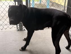 Shelter Stray Female Dog last seen , 4275 Elton St, Baldwin Park, CA 91706, USA