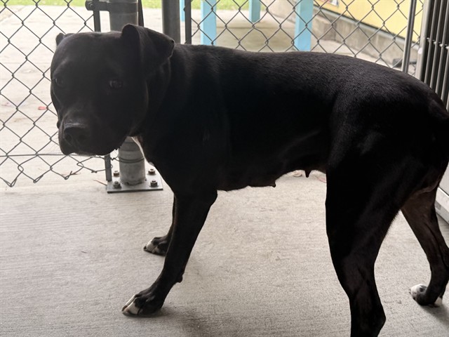 Shelter Stray Female Dog last seen , 4275 Elton St, Baldwin Park, CA 91706, USA