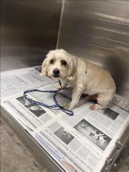 Shelter Stray Male Dog last seen , 14409 Vanowen St, Van Nuys, CA 91405, USA