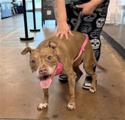 Shelter Stray Female Dog last seen , 14409 Vanowen St, Van Nuys, CA 91405, USA