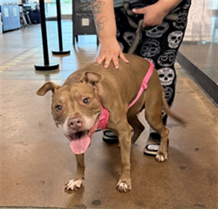 Shelter Stray Female Dog last seen , 14409 Vanowen St, Van Nuys, CA 91405, USA