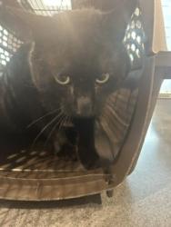 Shelter Stray Male Cat last seen Near BLOCK E KEPNER DR, AURORA, 80012, 2080 S Quebec St, Denver, CO 80231, USA