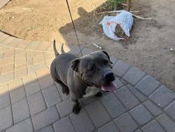 Shelter Stray Female Dog last seen 51ST LN AND MONTE VISTA RD, 2500 S 27th Ave, Phoenix, AZ 85009, USA