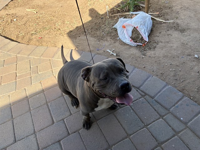 Shelter Stray Female Dog last seen 51ST LN AND MONTE VISTA RD, 2500 S 27th Ave, Phoenix, AZ 85009, USA