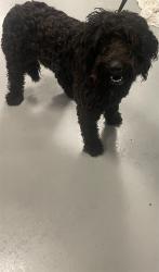 Shelter Stray Male Dog last seen SOBOBA AND CHARLESTON, SAN JACINTO, 581 S Grand Ave, San Jacinto, CA 92582, USA